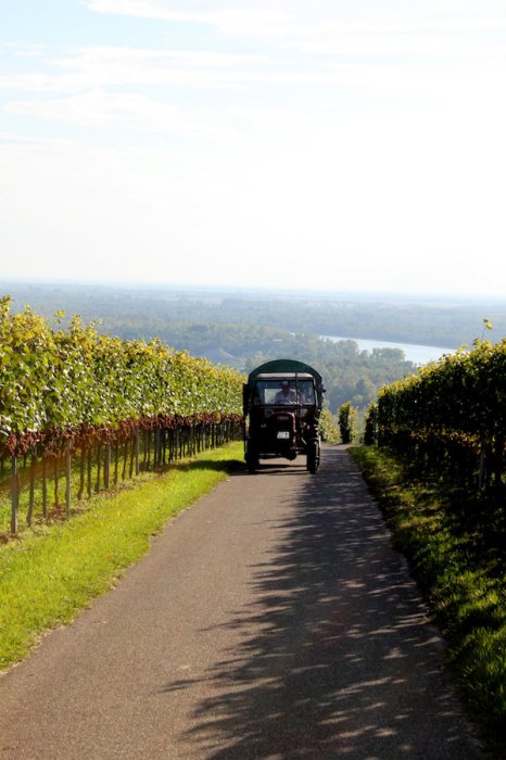 Kaiserstuhl-Ausflug Ehrennarren